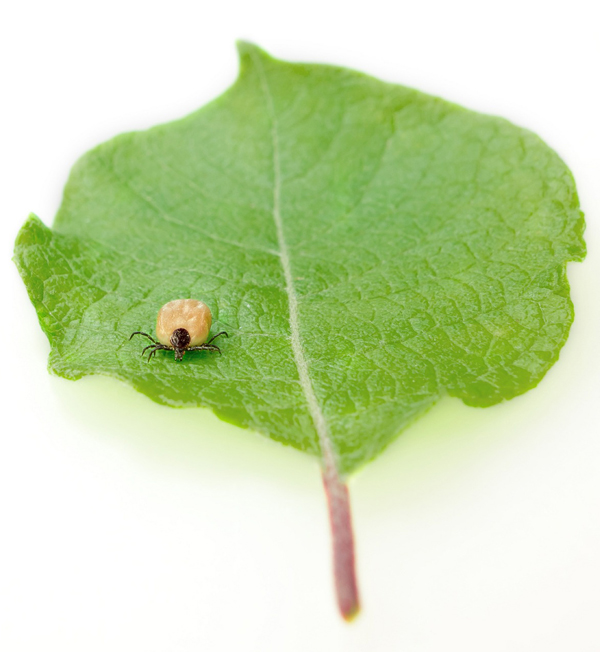 Lyme Disease & Natural Medicine